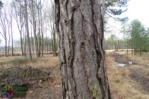 Pinus nigra nigra (1).jpg_product